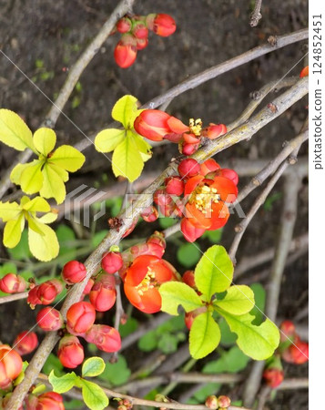 Flowering Quince Northern Lemon shrub in spring. Flowers closeup. Chaenomele japonica. Blurred background. Flowering,ornamental shrub in spring, which gives vitamin-rich fruit in autumn 124852451