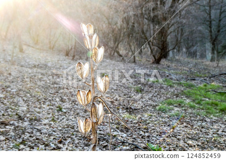 Spring light in Iwate Prefecture Forest Park and the remains of the seeds of the Ubayuri lily shining in the backlight Spring light in Iwate Prefecture Forest Park and the remains of the seeds of the Ubayuri lily shining in the backlight 124852459