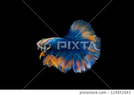 Haft moon tail Betta action, Siamese fighting fish, blue and orange colored pla-kad ( biting fish); Thai betta isolated on black background 124852841