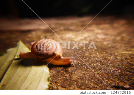 Snail in leaf with tropical . Snail on dry leaf. slow animals Snail in leaf with tropical . Snail on dry leaf. slow animals 124852916