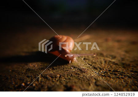 Snail in leaf with tropical . Snail on dry leaf. slow animals 124852919