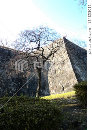 午後的陽光灑在岩手縣盛岡市岩手城跡公園的紅梅上。 124853011