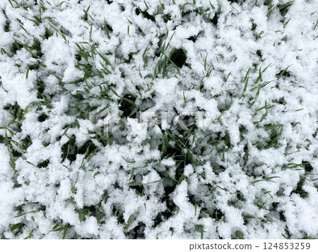 Snow on green fresh spring grass. Climate and weather 124853259