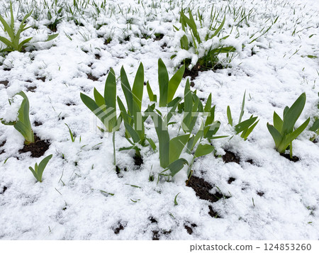 Fresh Green Iris Leaves Covered in Spring Snow Fresh Green Iris Leaves Covered in Spring Snow 124853260