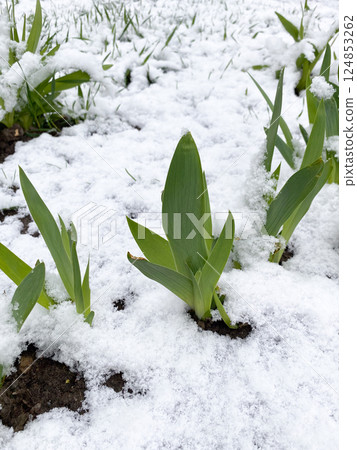 Fresh Green Iris Leaves Covered in Spring Snow 124853262