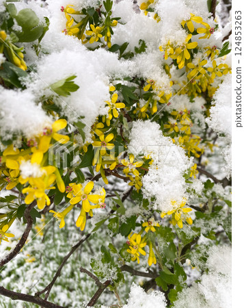 A flowering currant bush is covered with snow. Weather and climate. A flowering currant bush is covered with snow. Weather and climate. 124853263