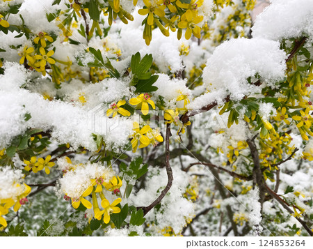 A flowering currant bush is covered with snow. Weather and climate. 124853264