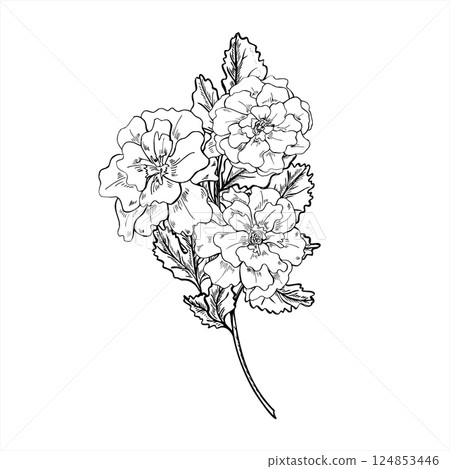 Monochrome marigold with leaves on branching stem vector isolated illustration painted by black inks. Calendula flower bouquet for herbal medicine, skincare beauty products, birthday greeting cards. Monochrome marigold with leaves on branching stem vector isolated illustration painted by black inks. Calendula flower bouquet for herbal medicine, skincare beauty products, birthday greeting cards. 124853446