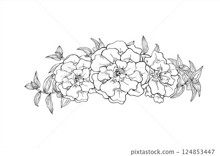 Monochrome marigold flowers with tradescantia leaves vector illustration painted by black inks. Blooming tagetes, flower head template for wreath, frame. For mom day greeting card, Indian festivals. Monochrome marigold flowers with tradescantia leaves vector illustration painted by black inks. Blooming tagetes, flower head template for wreath, frame. For mom day greeting card, Indian festivals. 124853447
