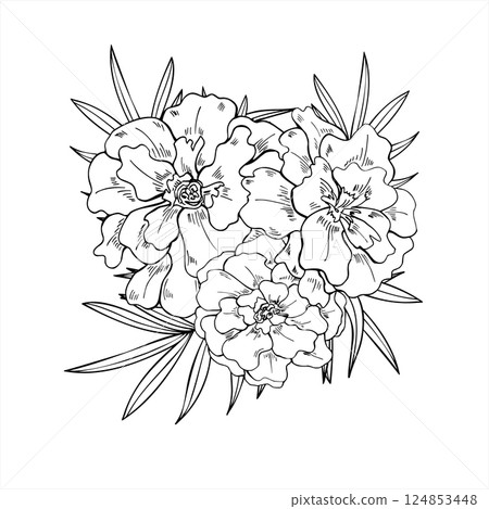 Marigold flower heads, tradescantia leaves line art vector square frame with empty space for text. Blooming flowers black ink sketch. Floral border for garden themed design, herbal product packaging. Marigold flower heads, tradescantia leaves line art vector square frame with empty space for text. Blooming flowers black ink sketch. Floral border for garden themed design, herbal product packaging. 124853448