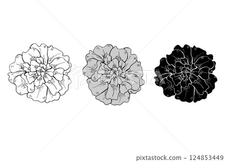 Monochrome marigold flower heads in three colors line art hand drawn illustration. Terry flowers sketch painted by black ink. Floral blooming element etching drawing for decor, greetings, icon. 124853449