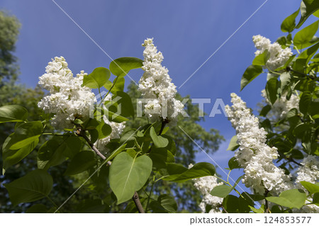 white lilac bushes, spring park with blooming white lilac flowers in the spring season, blue sky, side view white lilac bushes, spring park with blooming white lilac flowers in the spring season, blue sky, side view 124853577