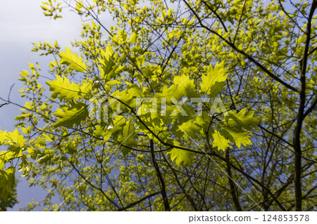 new oak foliage in sunny weather, part of an oak tree with new foliage that grew in spring closeup, oak blossom 124853578