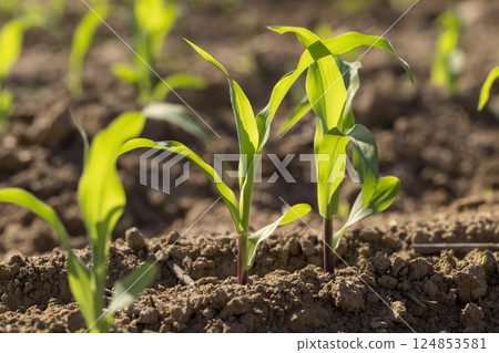 corn at dawn in the spring, a monocultural field with fresh corn sprouts in fertile soil with fertilizers corn at dawn in the spring, a monocultural field with fresh corn sprouts in fertile soil with fertilizers 124853581