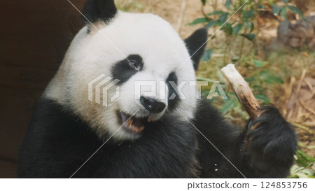 Cute giant panda bear eating bamboo 124853756