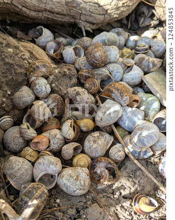 A pile of dead empty garden snail shells under a tree possibly eaten A pile of dead empty garden snail shells under a tree possibly eaten 124853845