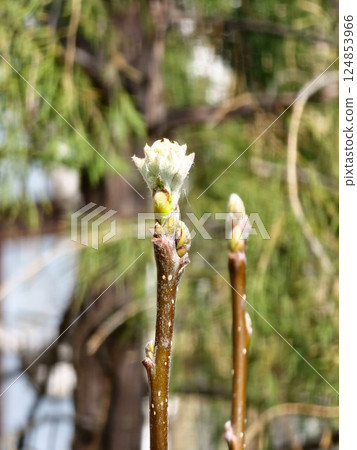 The hawthorn leaves are just emerging from the buds under the rays of the early spring sun. The hawthorn leaves are just emerging from the buds under the rays of the early spring sun. 124853966