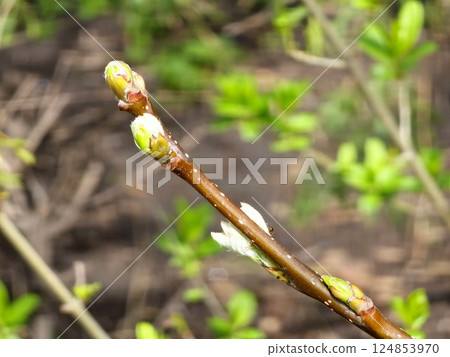 Hawthorn leaves just emerging from the buds in the early spring sunshine Hawthorn leaves just emerging from the buds in the early spring sunshine 124853970