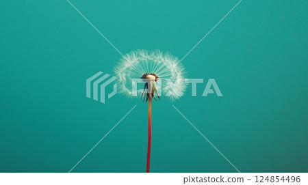 Close up of a dandelion seed head with white fluffy seeds. Set against a vibrant teal background. Creating a visually appealing contrast and evoking a sense of hope. Dreams. And the beauty of nature 124854496