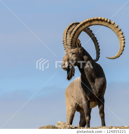 Male Siberian ibex with his big horns Male Siberian ibex with his big horns 124855221