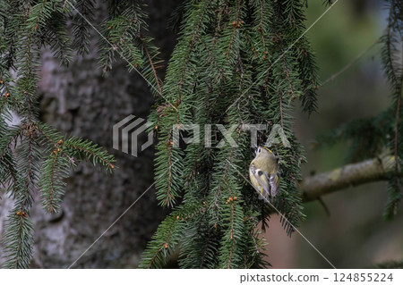 Goldcrest perching on a branch of silver fir, Europe Goldcrest perching on a branch of silver fir, Europe 124855224