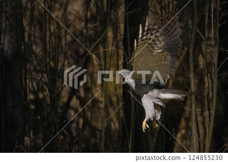 Goshawk (Accipiter gentilis) flying in the forest 124855230