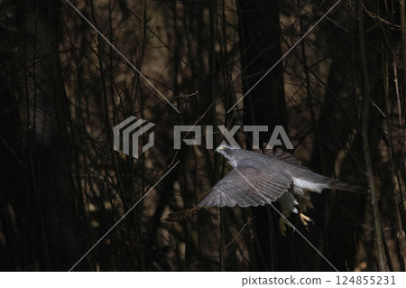 Goshawk (Accipiter gentilis) flying in the forest 124855231