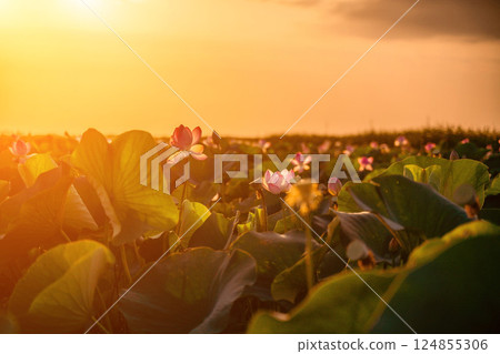Sunrise in the field of lotuses, Pink lotus Nelumbo nucifera swa Sunrise in the field of lotuses, Pink lotus Nelumbo nucifera swa 124855306
