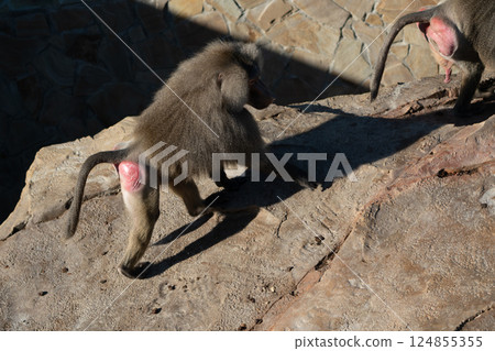 Baboon, Zoo, Walking - A baboon walks on a rocky surface in a zoo enclosure. 124855355