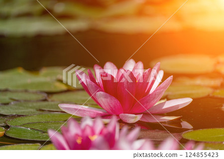 Pink lotus water lily flower in pond, waterlily with green leaves blooming Pink lotus water lily flower in pond, waterlily with green leaves blooming 124855423
