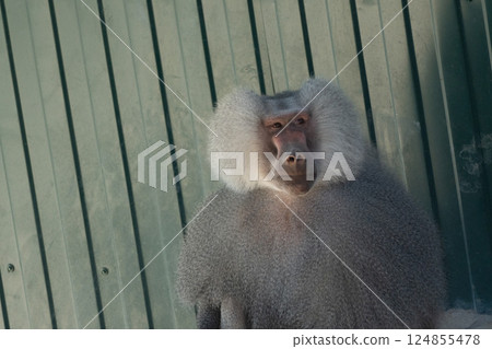 Baboon Animal Zoo Enclosure - A close-up of a baboon sitting in front of a wooden fence at a zoo. Baboon Animal Zoo Enclosure - A close-up of a baboon sitting in front of a wooden fence at a zoo. 124855478