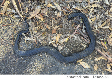 A large deceased Black Snake in the Australian outback A large deceased Black Snake in the Australian outback 124855920