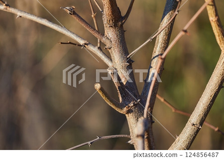 Bare plant stem pruned in the garden 124856487