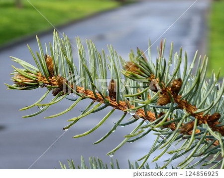 Close-up of long blue needles of white fir Abies concolor with water drops. Selective focus Close-up of long blue needles of white fir Abies concolor with water drops. Selective focus 124856925