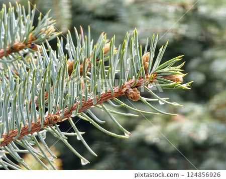 Close-up of long blue needles of white fir Abies concolor with water drops Close-up of long blue needles of white fir Abies concolor with water drops 124856926
