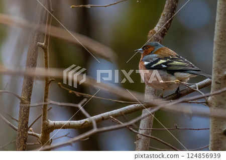 Chaffinch (Fringilla coelebs) is small passerine bird 124856939