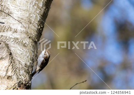 Eurasian or common treecreeper (Certhia familiaris) perching on a tree trunk 124856941