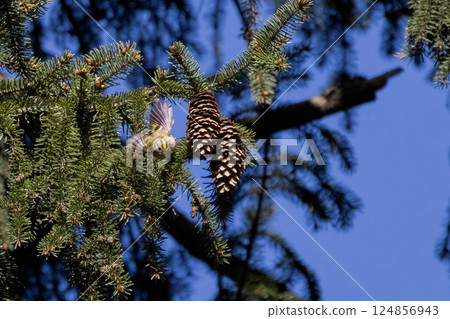 A bird flies from branch to branch in search of food A bird flies from branch to branch in search of food 124856943