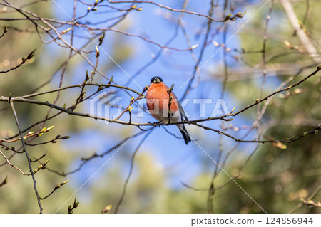 Bulfinch Pyrrhula Pyrrhula sitting on tree branches Bulfinch Pyrrhula Pyrrhula sitting on tree branches 124856944