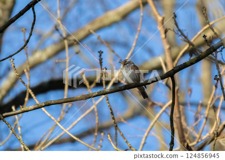 Wood bird Redwing, Turdus iliacus, sits on tree branch. 124856945