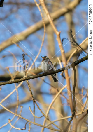 Wood bird Redwing, Turdus iliacus, sits on tree branch. 124856946