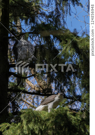 Goshawk, Accipiter gentilis, male and female, 124856948