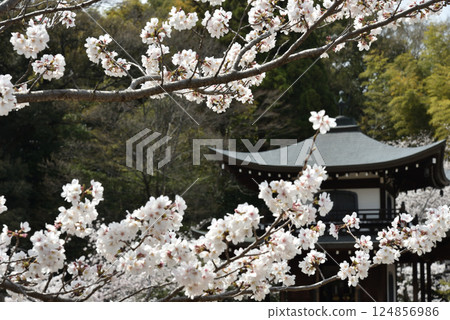 觀修寺 - 染井吉野櫻花與觀音堂（京都市山科區） 124856986