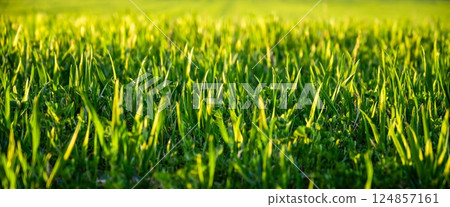 green young grass in the rays of the setting sun 124857161
