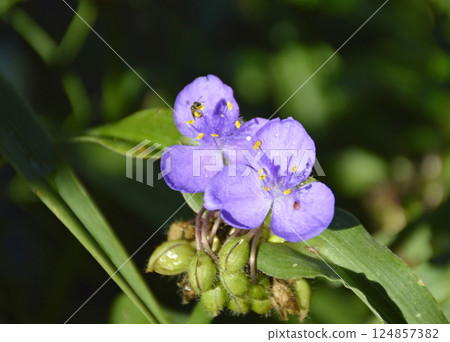 purple tradescantia blooms in a flower garden. cultivation of flowers concept purple tradescantia blooms in a flower garden. cultivation of flowers concept 124857382