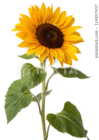 sunflower, flower, bloom 124857437