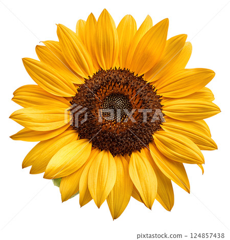 Vibrant close-up of beautiful sunflower in full bloom with yellow petals isolated on the transparent background 124857438