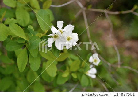 琉球白花 124857591