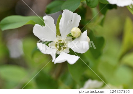 琉球白花 124857595