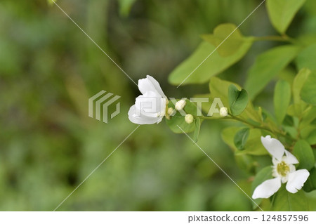 琉球白花 琉球白花 124857596